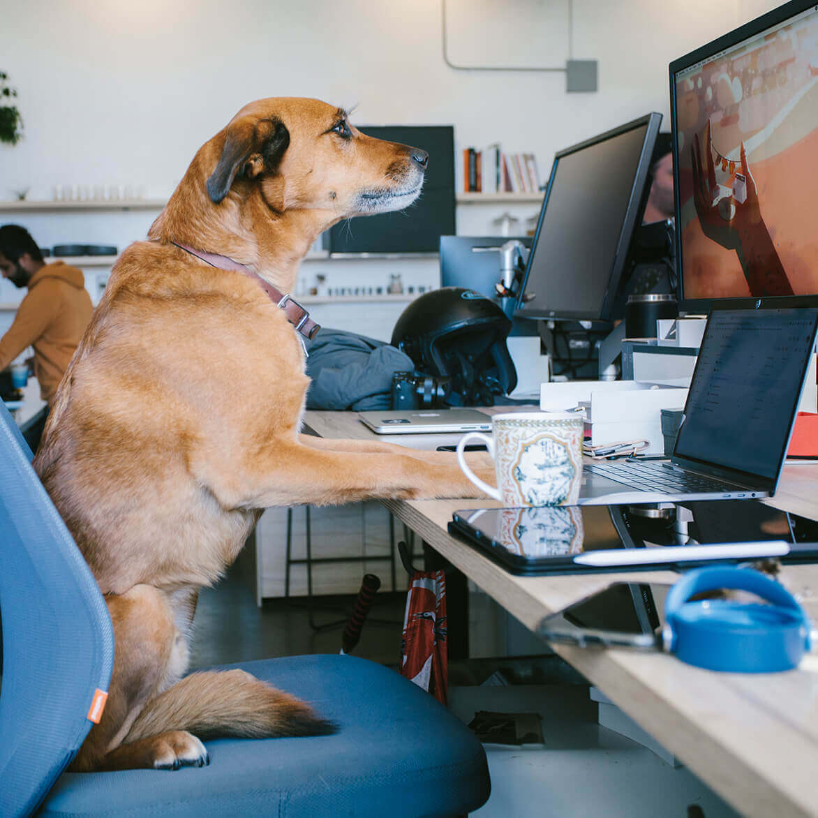 Dog using a computer